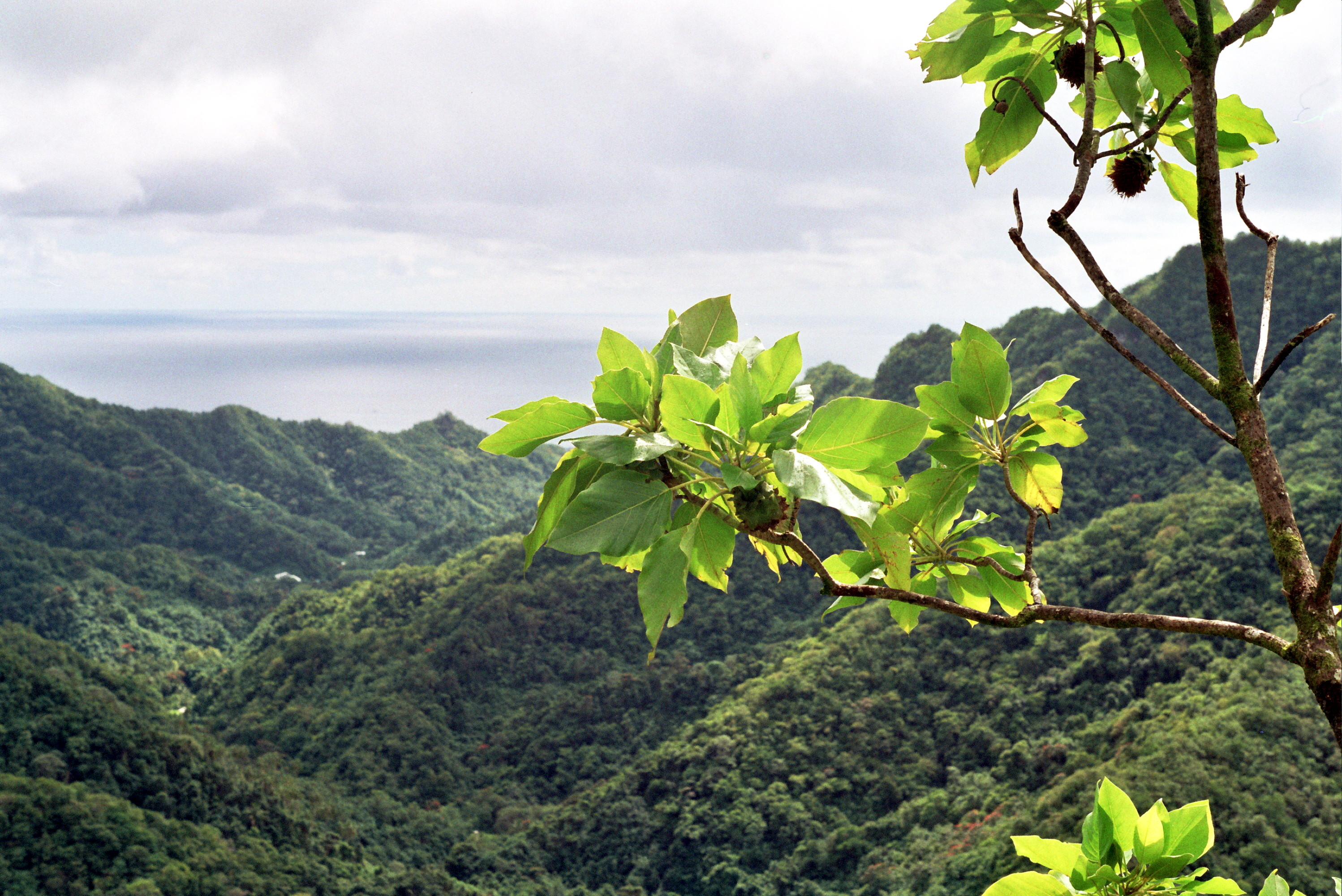 Tropical forest seen from a mountain in Cook Islands