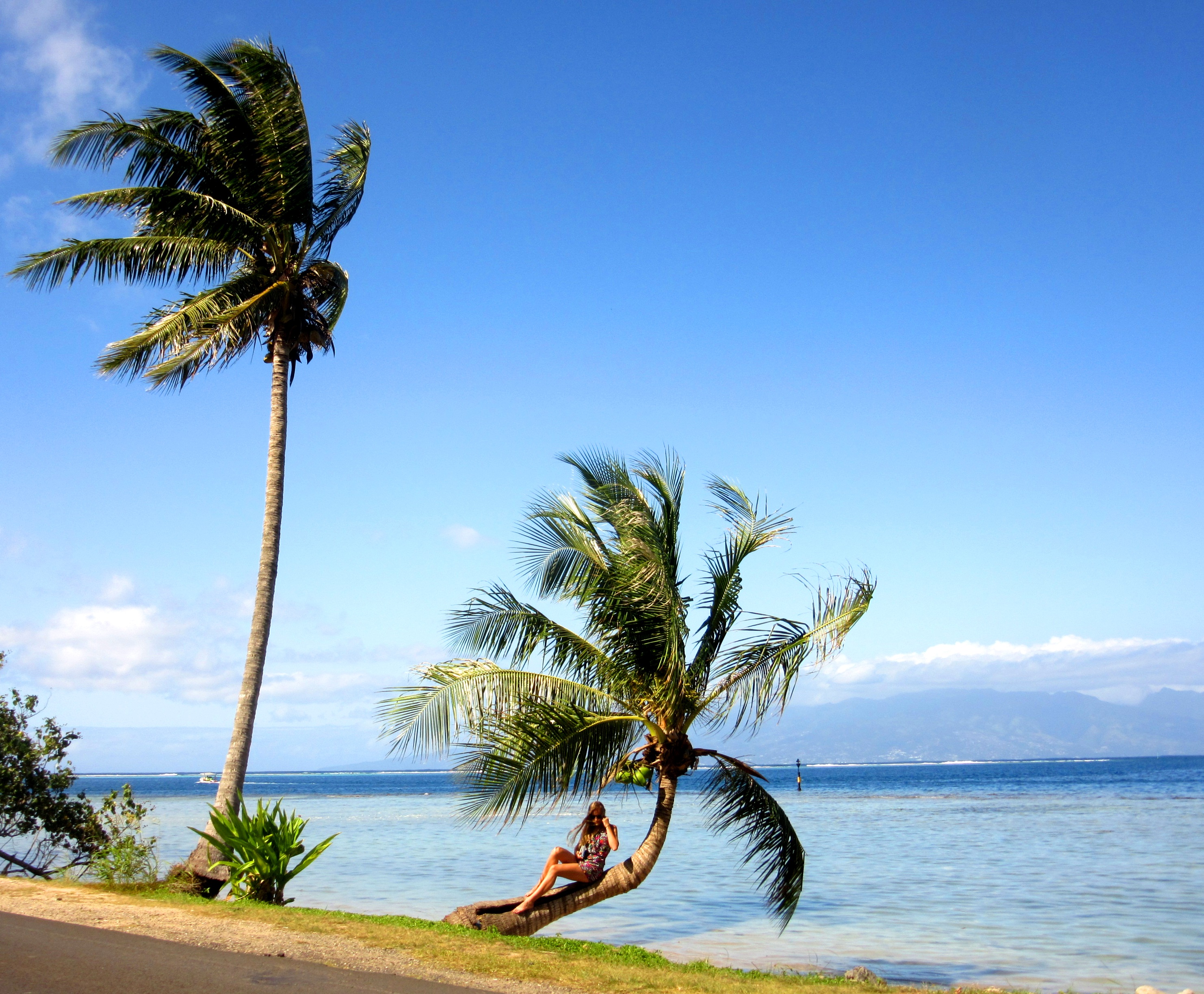 Palm tree in Tahiti